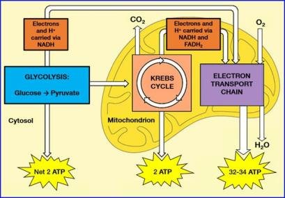 how many atp are produced in krebs cycle